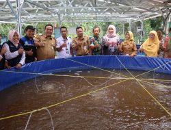 KKMP Kunden Resmi Kelola 24 Kolam Bioflok Lele Bantuan KKP RI Senilai 600 Juta