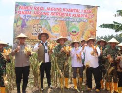 Kopassus Gelar Panen Raya dan Tanam Jagung Serentak di Blora