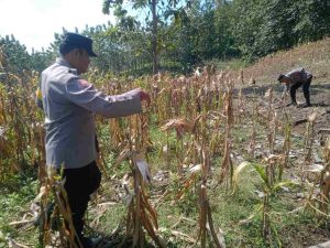 Polri Hadir untuk Petani, Bhabinkamtibmas di Kabuh Kawal Panen Jagung